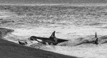 KIller Whale Beach Attack