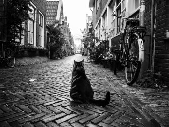 Dutch Street Cat