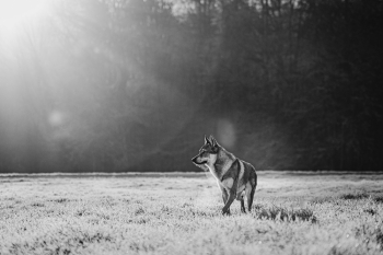 wolf on a frosty morning 