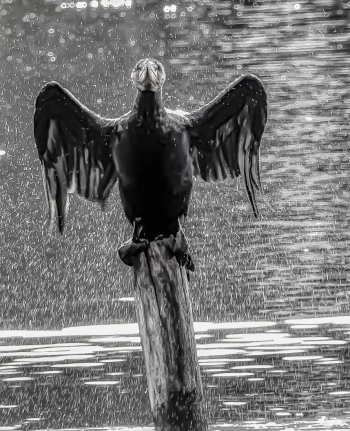 Cormoran noir se perchant sur son piquet