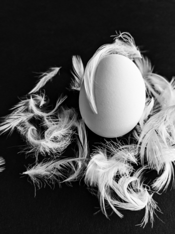 Egg of a feather