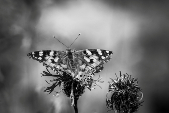 Beautiful Black and White Butterfly Macro Photos