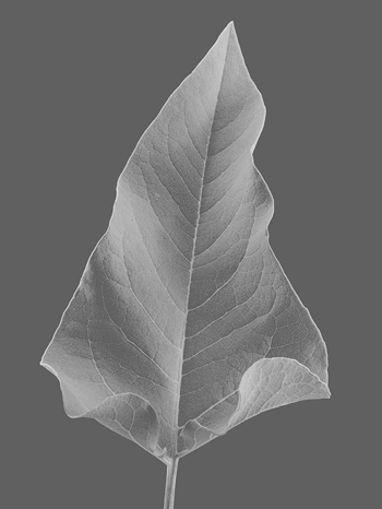 Balsamroot Leaf