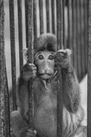 Tibetan macaque Prisoner