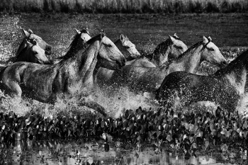 Horses in the wetlands