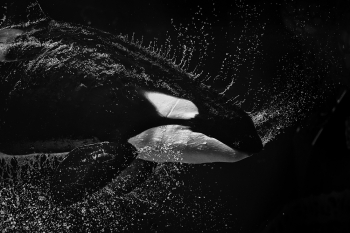 Midnight orca