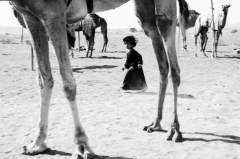 The Camel Girl 
