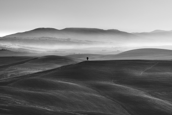 Lonely Cypress in Tuscany