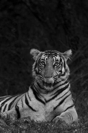 Tiger Portraits!