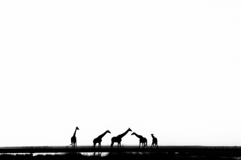 Giraffes of Amboseli NP, Kenya