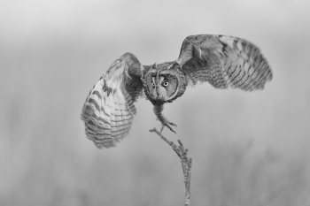 owl take off