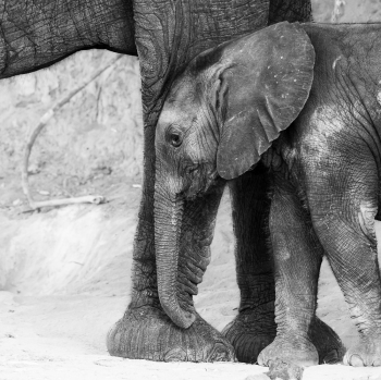 If I was a baby elephant