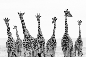 7 Giraffes in Masai Mara