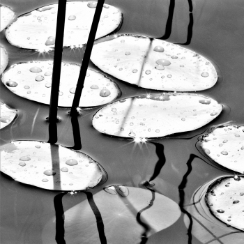 Lily Pads and Reeds, Morning.