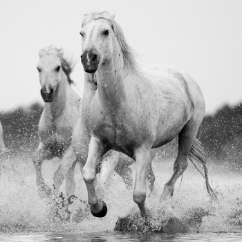 White Horses Of The Camargue