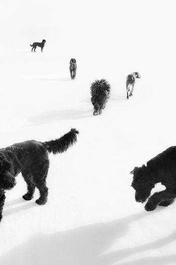 Dog Days of Winter