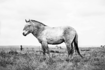 Przewalski Horse - The last primeval horses on planet