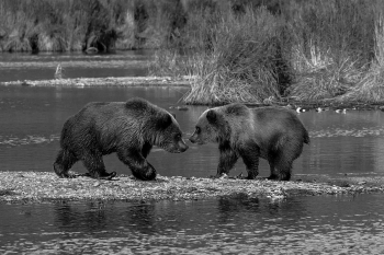 Brown Bears Alaska