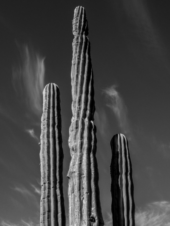 Prickly Pillars