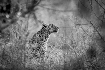 Leopard Cub Hide