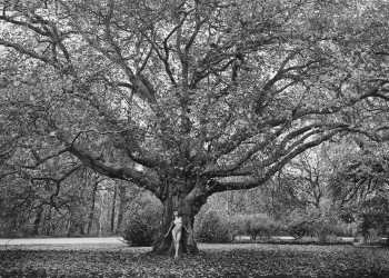 tree of life 