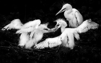 the affection of egrets