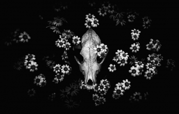 Skull among flowers