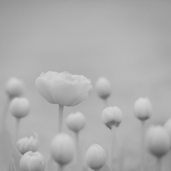 Tulips in infrared
