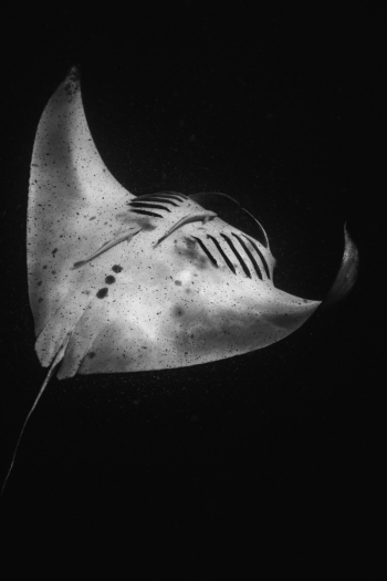 Dancing Reef Manta