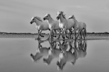 The White Horses of Camargue