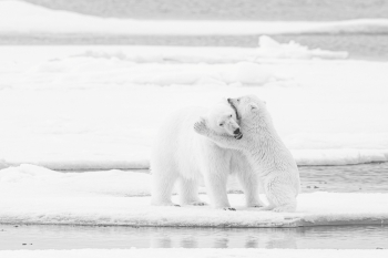 Polar Bears on the Pack Ice