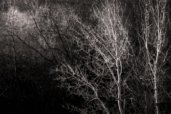 Birches 