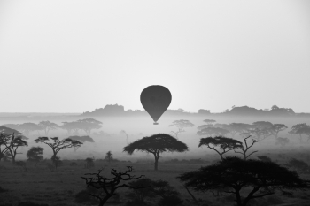 Silent Safari