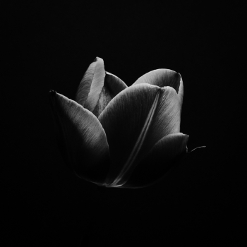 Yūgen 幽玄