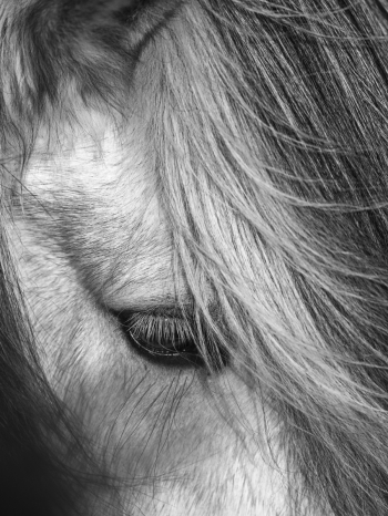 Icelandic Horses-Beauty in the beasts
