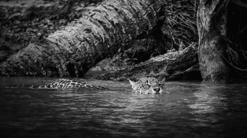 Wildlife in the Pantanal