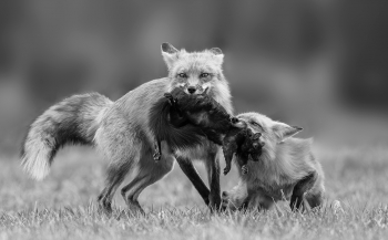 Fox Family