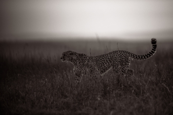 Cheetahs of the Savannah