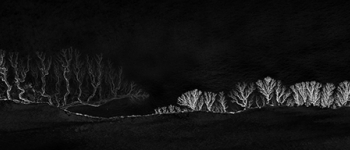 Bones of the Night