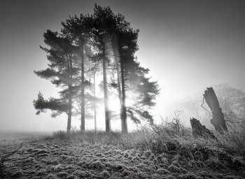 Trees in the Light