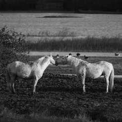 Camarge horses and their life 