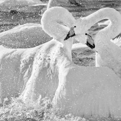 Swans tale that feels like life 