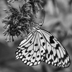 What's Black & White and Flies ?