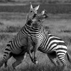 Frolicking Zebras of Amboseli