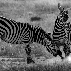 Frolicking Zebras of Amboseli