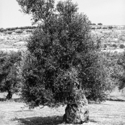 olive trees in Crete