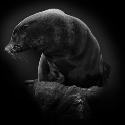 Tasmania Seals