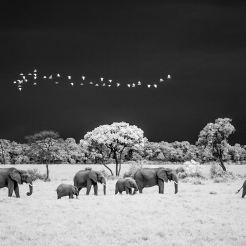 Infrared Masai Mara Wildlife