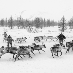 Nenets, The Reindeer Herders. The last nomads of the Arctic